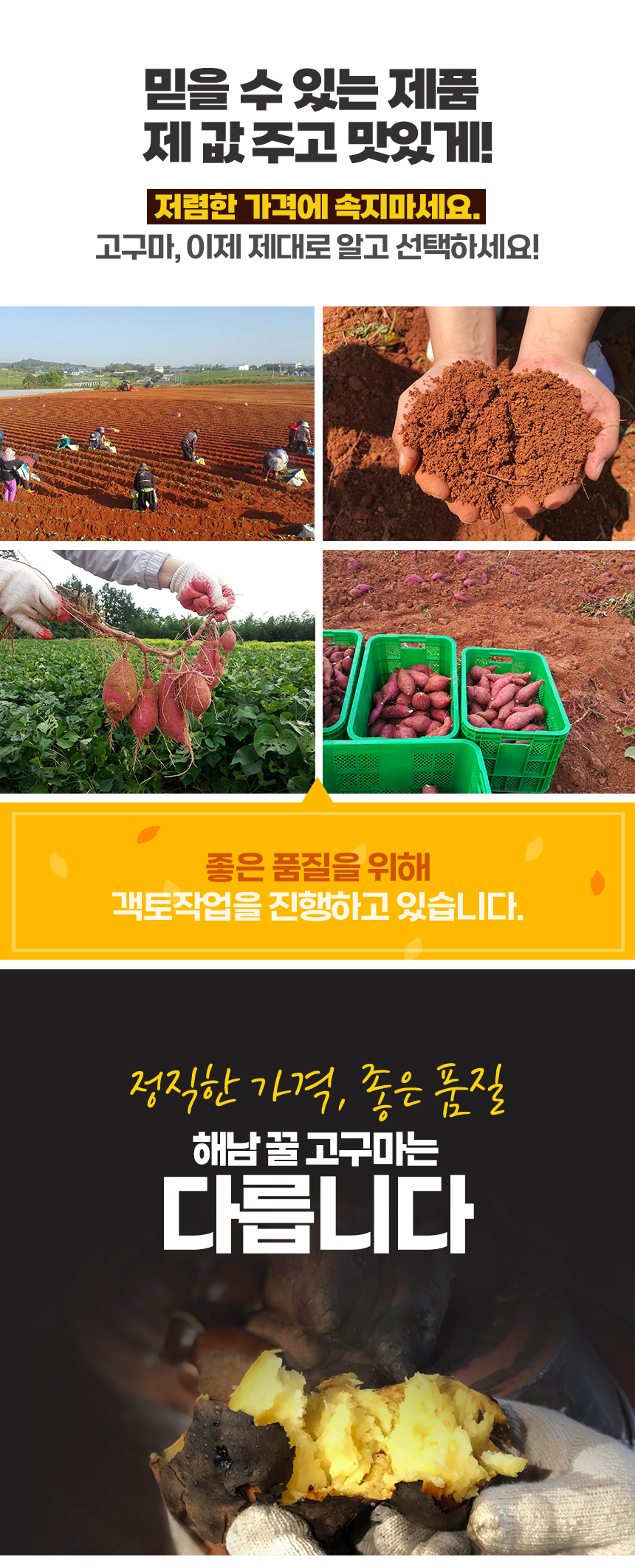 고구마_상세_02.jpg