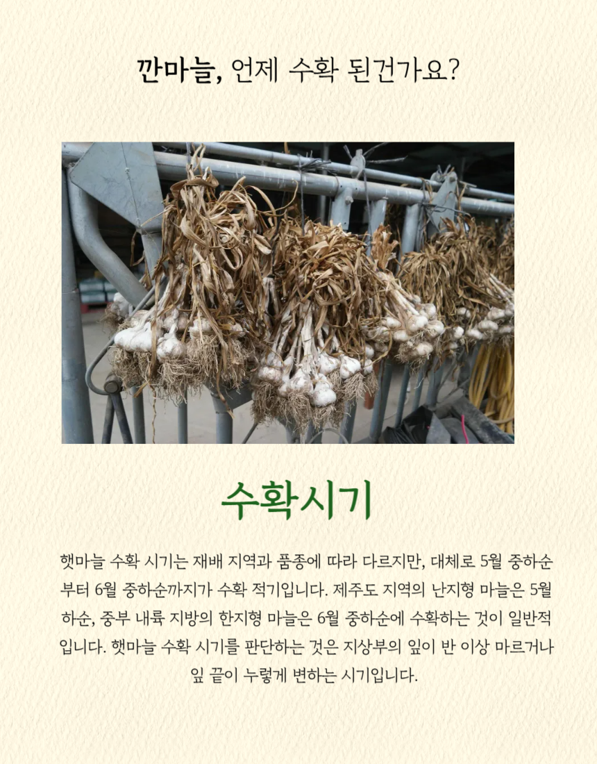 깐마늘_상세_02.png