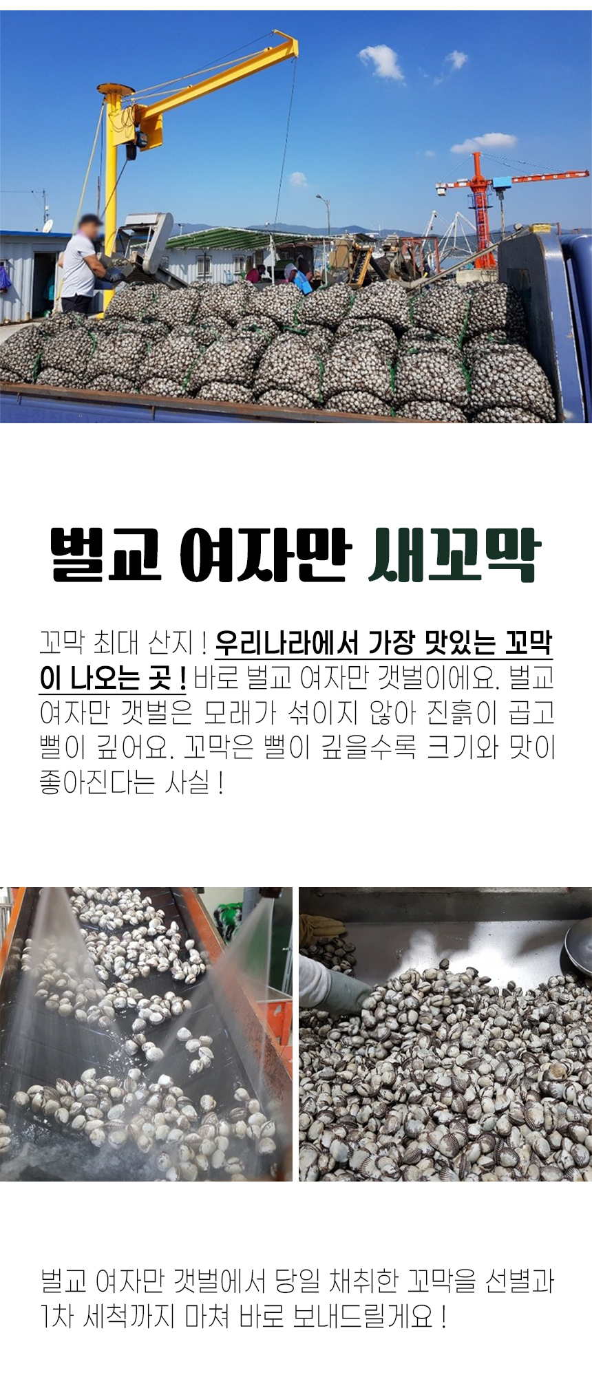 꼬막_상세_4.jpg