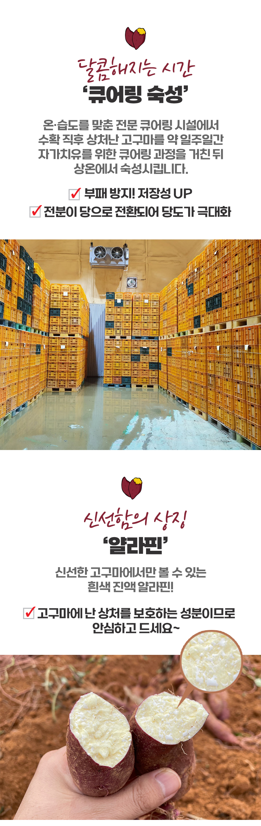 고구마_상세_06.jpg