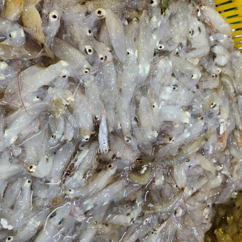 생물호래기 (7).jpg