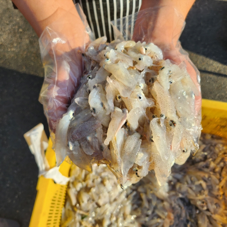 생물호래기 (9).jpg