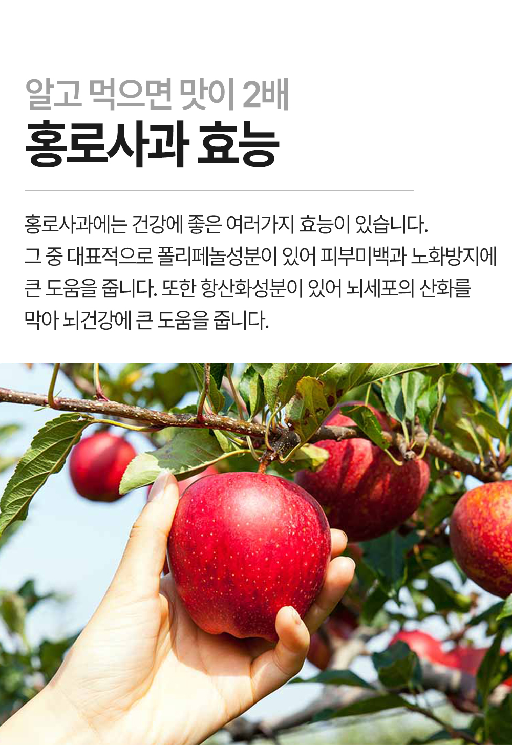 홍로사과 (7).jpg