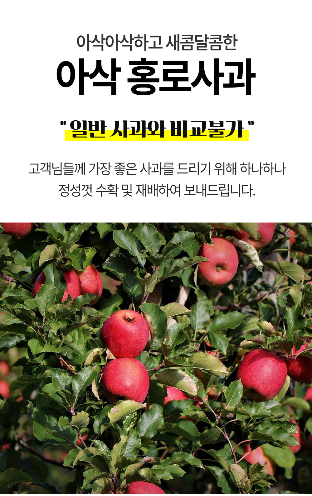 홍로사과 (2).jpg